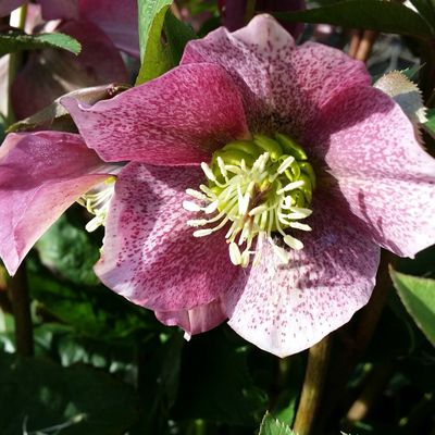 Printemps quelles surprises me réserves-tu ?