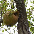 Des nichoirs en terre cuite pour les oiseaux…