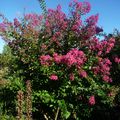 Revisiter le lagerstroemia