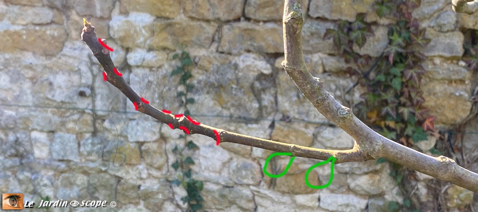 Taille des fruitiers - Figuier