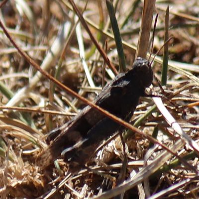 2020/08/24 Nouveauté