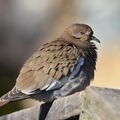 White-winged Dove