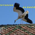 Majestueuse Alsace