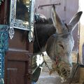 Il attend notre retour à Fez