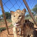 Samedi 1 : Visite d'un centre d'animaux sauvages