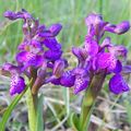 Les ophrys de St Paul