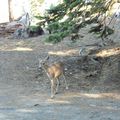 Yosemite Park – 31 mai 2013
