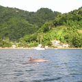 Les dauphins dans la baie Man of War