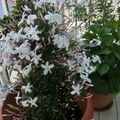 Jasmin blanc d'hiver