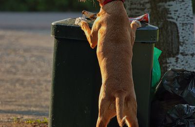 L'humain crée le comportement gênant du chien