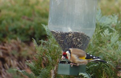 Les oiseaux du jardin ...