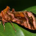 Autographa pulchrina (Le V d'or)