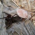 Gnaphosidae : Haplodrassus