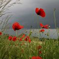 En descendant Cassel avant l'orage...