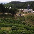 Boseong Tea Festival