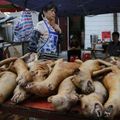Festival de la viande de chien de Yulin pour fêter l'été !
