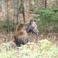 Gaspesie, bestioles