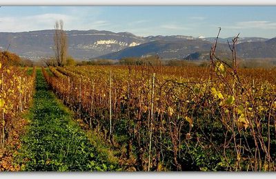 Le Bas-Bugey: la vigne