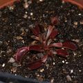 dionaea ' red piranha'