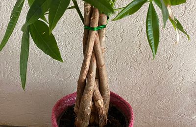 Plante au tronc tressé pour une touche d’exotisme dans la maison