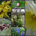 dans le jardin les prémisses du printemps