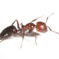 Camponotus lateralis