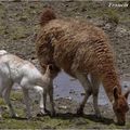 Le bébé et sa maman Vigogne