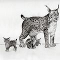 Lynx et ses petits - décembre 2015