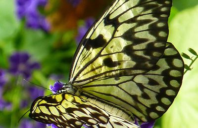 Jardin aux papillons