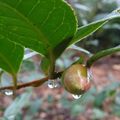 Après la pluie