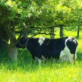 Les jolies vaches de Bretagne !