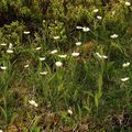 Ranunculus amplexicaulis