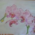 Merveilleuse Orchidée...
