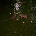 Les canards du parc 