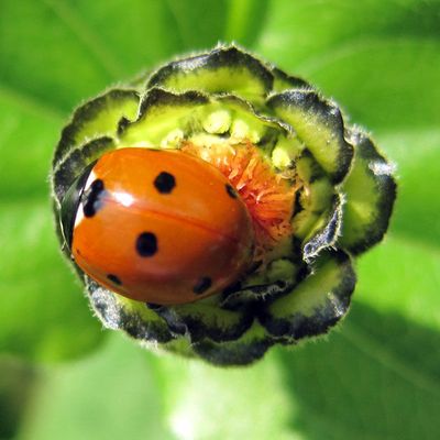 Coccinelle porte-bonheur