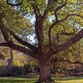 L'Arboretum des Grandes Bruyères aux couleurs automnales