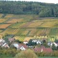 Ballade entre vignes et forêt par un bel après-midi ensoleillé