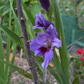 le jardin de Bergamote