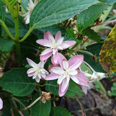 Hortensias du jardin 
