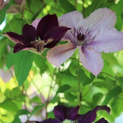 Invitation au jardin #4