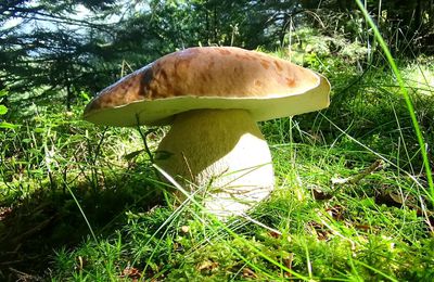 La saison 2016 des champignons