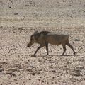 Fiches d'animaux de la Namibie avec nos photos