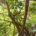 Erythrina speciosa , sud Brésil