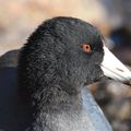 American Coot