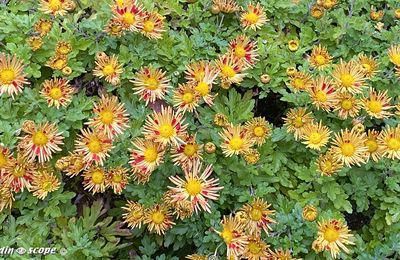 Le Pense-jardin des travaux à faire en novembre 