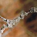 Dans le monde méconnu des lichens...