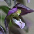 Orchidées 2018: Epipactis helleborine #3