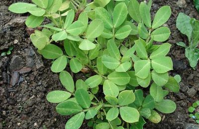 Cacahuète, graines d'arachides fraîches à faire pousser