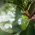 Perles d'eau