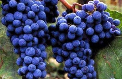 Le cépage sangiovese. Le sang de Jupiter. Au 16ème siècle. 